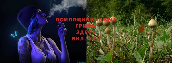 PSILOCYBIN Балабаново